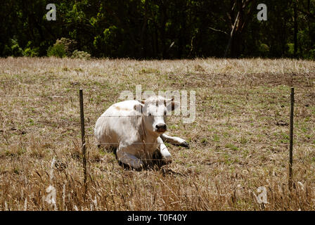 Australia paesaggi. Strade, deserto, prati, trasporti, paesaggi Foto Stock