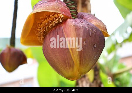 Banana Flower appeso a un albero Foto Stock
