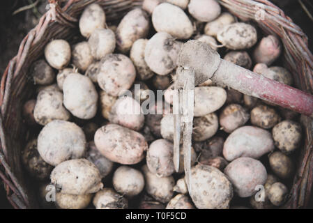 Appena raccolti di patate nel cesto di vimini, vista dall'alto. Retrò strumento mano giardino zappa sul cestello. Crescono verdure e cibi sani Foto Stock