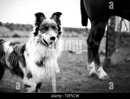 Close-up del cane nel paddock con cavallo Foto Stock