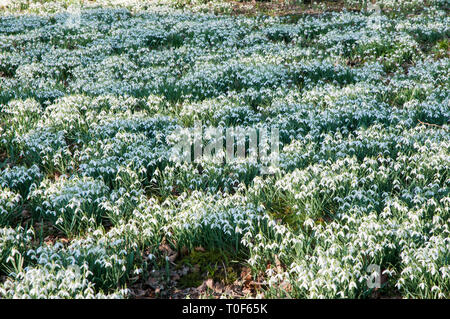 Bucaneve Galanthus nel bosco in tardo inverno primavera a Lytham Hall Lytham St Annes Lancashire England Regno Unito. Diversi milioni in fiore in una sola volta Foto Stock