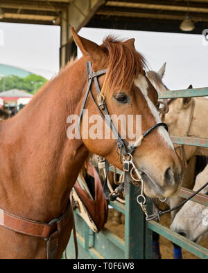 Color castagno rodeo cavallo legato alla recinzione arena a Montgomery in Alabama, Stati Uniti d'America. Foto Stock