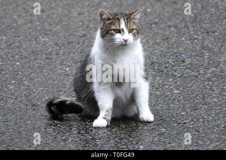 Larry, 10 Downing Street cat e Chief Mouser per l'Ufficio di gabinetto è visto in Downing Street. Foto Stock