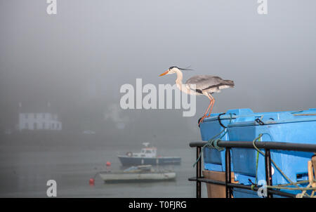 Crosshaven, Co. Cork, Irlanda. Xx marzo, 2019. Un Airone di posatoi sul ponte della barca da pesca Tricky Business waiings per sfridi durante il suo scarico presso Crosshaven, Co. Cork, Irlanda. Credito: David Creedon/Alamy Live News Foto Stock