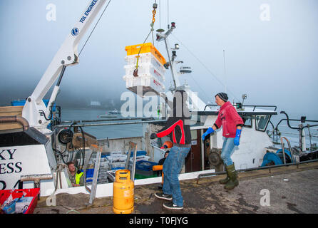 Crosshaven, Co. Cork, Irlanda. Xx marzo, 2019. Equipaggio del peschereccio Tricky Business offload le catture di eglefino e di nasello al molo Crosshaven, Co. Cork, Irlanda. Credito: David Creedon/Alamy Live News Foto Stock