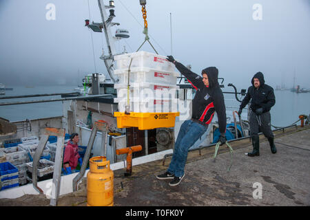 Crosshaven, Co. Cork, Irlanda. Xx marzo, 2019. Equipaggio del peschereccio Tricky Business offload le catture di eglefino e di nasello al molo Crosshaven, Co. Cork, Irlanda. Credito: David Creedon/Alamy Live News Foto Stock