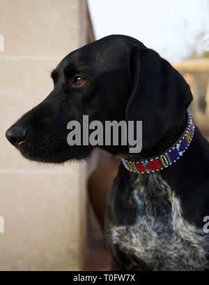 In prossimità del puntatore nero Labrador mix con perline colorate di collari in attesa per il proprietario Foto Stock