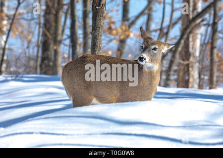 White-tailed doe in piedi nella neve profonda di un Wisconsin settentrionale foresta. Foto Stock