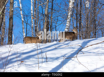 White-tailed deer in piedi su un crinale di foresta in Wisconsin settentrionale. Foto Stock