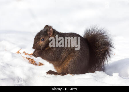 Orientale scoiattolo grigio - colore scuro morph Foto Stock