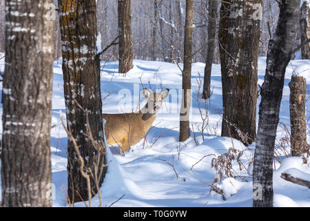 White-tailed Capretta in piedi nella foresta di inverno del Wisconsin settentrionale. Foto Stock