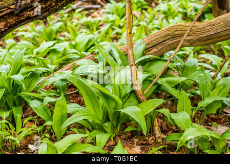 Aglio selvatico crescente tra le foglie in un bosco incontaminato, Jagerspris, Danimarca, Marte 18, 2019 Foto Stock