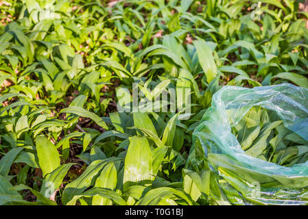 Un sacchetto di plastica riempito di aglio selvatico tra le foglie in un bosco incontaminato, Jagerspris, Danimarca, Marte 18, 2019 Foto Stock