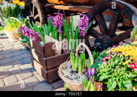 Mercato dei Fiori. Fiori di Primavera in scatole e secchi pronti per la vendita. Giacinto e crocus. Giornata della madre presente Foto Stock