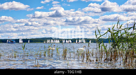 Cigni e yacht a vela gare sul Lago di Schwerin. Meclenburgo-pomerania Occidentale, Germania Foto Stock