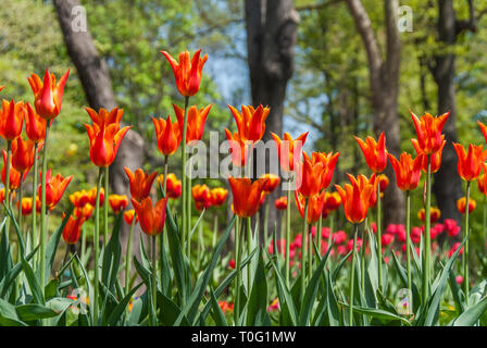 Istanbul, Turchia, 17 Aprile 2006: I Tulipani di Khedive Palace. Foto Stock