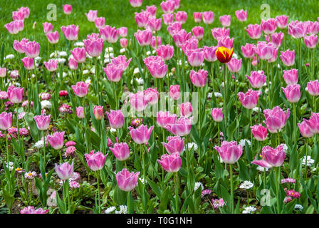 Istanbul, Turchia, 17 Aprile 2006: I Tulipani di Khedive Palace. Foto Stock