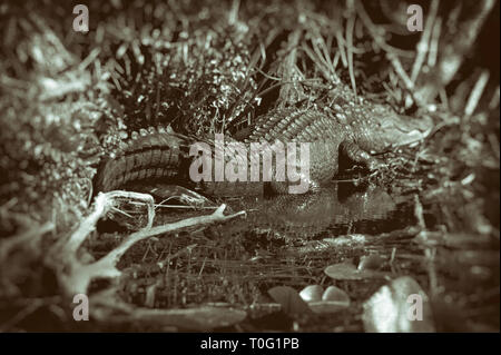 Il coccodrillo americano in Big Cypress riserva naturale in Florida Foto Stock