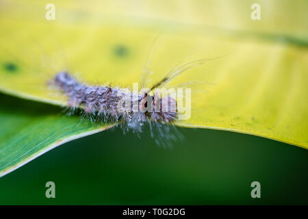 Caterpillar sul vecchio yellow leaf nella giungla tropicale. Isola Bali, Indonesia. Close up caterpillar Foto Stock