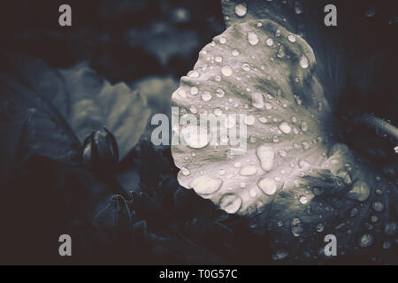 Fiori di ibisco con gocce d'acqua su sfondo nero, bianco e nero style Foto Stock