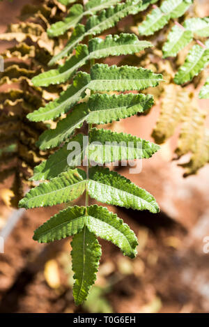 Boswellia sacra (comunemente noto come incenso o olibanum-tree) Fiori con foglie Foto Stock