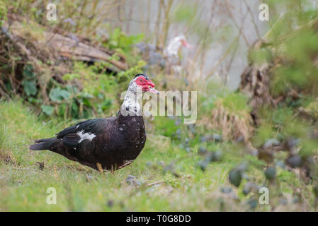 Bel maschio di anatra muta Foto Stock