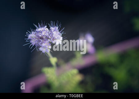 Lilla pallido fiori fioritura su una pianta di menta Foto Stock