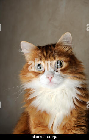 Ritratto di un soffice red-headed cat close-up Foto Stock