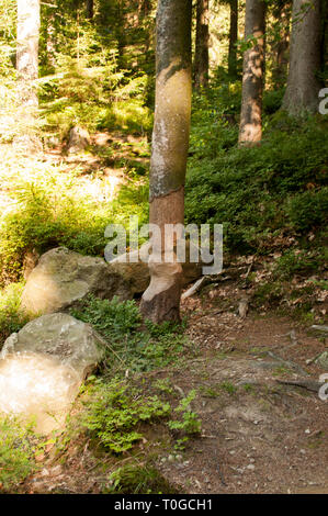 Un albero che è stato rosicchiato da un castoro Foto Stock