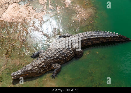 Coccodrillo del Nilo o Crocodylus niloticus sull argine, Animal Park, Marocco. Foto Stock