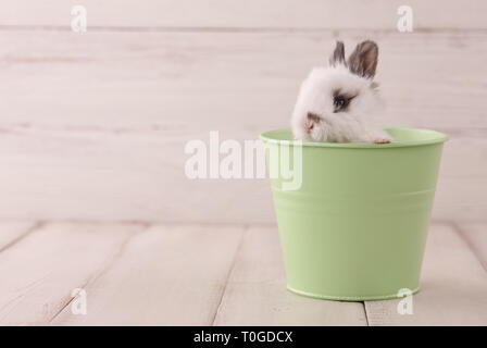 Coniglietto bianco coniglio in metallo verde pot su bianco listoni. Vacanze di Pasqua concetto. Foto Stock