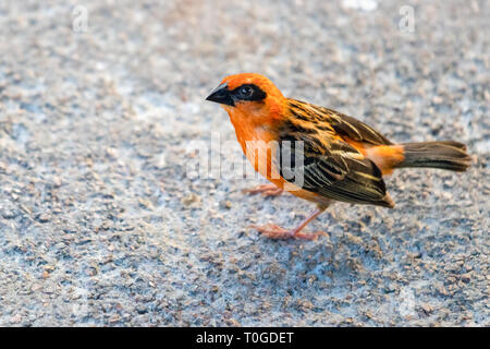 Un Rosso Fody bird, ( Foudia madagascariensis ), noto anche come il Madagascar Fody in victoria Seychelles. Foto Stock