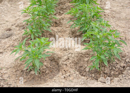 Peperoncino albero piantato sul suolo. Giovani chili pepper plant - Immagine Foto Stock