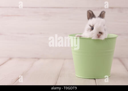 Coniglietto bianco coniglio in metallo verde pot su bianco listoni. Vacanze di Pasqua concetto. Foto Stock