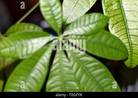 Albero dei soldi Foto Stock