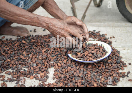 Semi di cacao essendo secchi conditi in sun. Isola di Samosir nel nord di Sumatra, Indonesia Foto Stock
