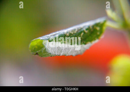 Caterpillar in un bozzolo su una foglia di menta. Close-up Foto Stock