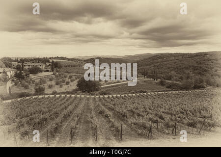 Un vigneto nella regione Toscana, Italia. Foto Stock