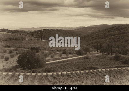 Un vigneto nella regione Toscana, Italia. Foto Stock