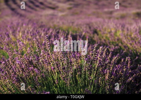 Blooming cespugli di lavanda Closeup View Foto Stock