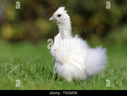 Di seta bianca a piedi di pollo in un giardino verde in estate Foto Stock