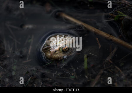 Il rospo comune con la sua testa che appaiono al di fuori di un laghetto. Foto Stock
