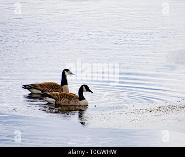 Una coppia di Oche del Canada sul bordo del Lago Pleasant, NY USA nel tardo inverno con ghiaccio galleggiante. Foto Stock