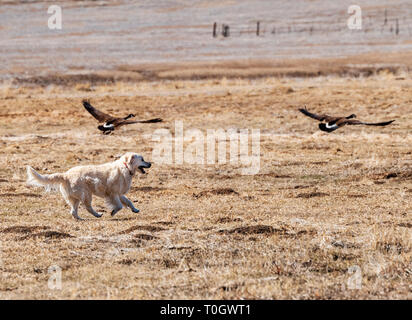 Color platino Golden Retriever cane a caccia di Oche del Canada su una centrale di Colorado Ranch; USA Foto Stock