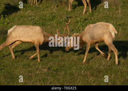 Torello elk spar in gioco Foto Stock