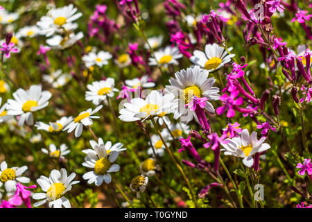 Questa è una acquisizione per alcuni fiori di Margaret e u può vedere nella foto il bel contrasto tra il verde colori bianchi e gialli con un'ape eati Foto Stock