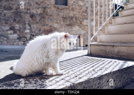 Cute cat lavaggio stesso sulla strada. Pulizia gatto se stesso in strada, sotto il sole. Egli è contro un bel vecchio muro di pietra. Street cat di essere pigro. Foto Stock