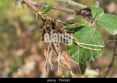 Rovo o di Blackberry (Rubus fruticosus). Le foglie e la sezione di espansione incontrollata, clambering, arrampicata stelo - come lungo come 5m. il radicamento in cui tocca il suolo. Qui un sradicati con punta terminale.​ Foto Stock