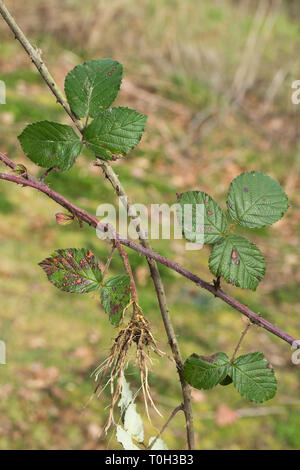 Rovo o di Blackberry (Rubus fruticosus). Le foglie e la sezione di espansione incontrollata, clambering stelo - come lungo come 5m. il radicamento in cui tocca il suolo. Qui un ​uprooted e terminale punta radicata in appoggio su una metà lunghezza sezione. Foto Stock