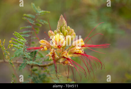 Uccello del paradiso bush fiori naturali sfondo macro Foto Stock